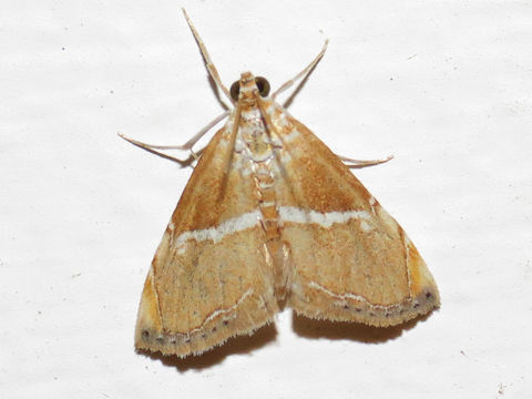 Image of <i>Abegesta remellalis</i> Druce 1899