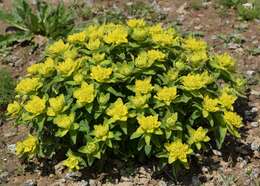 Image of cushion spurge