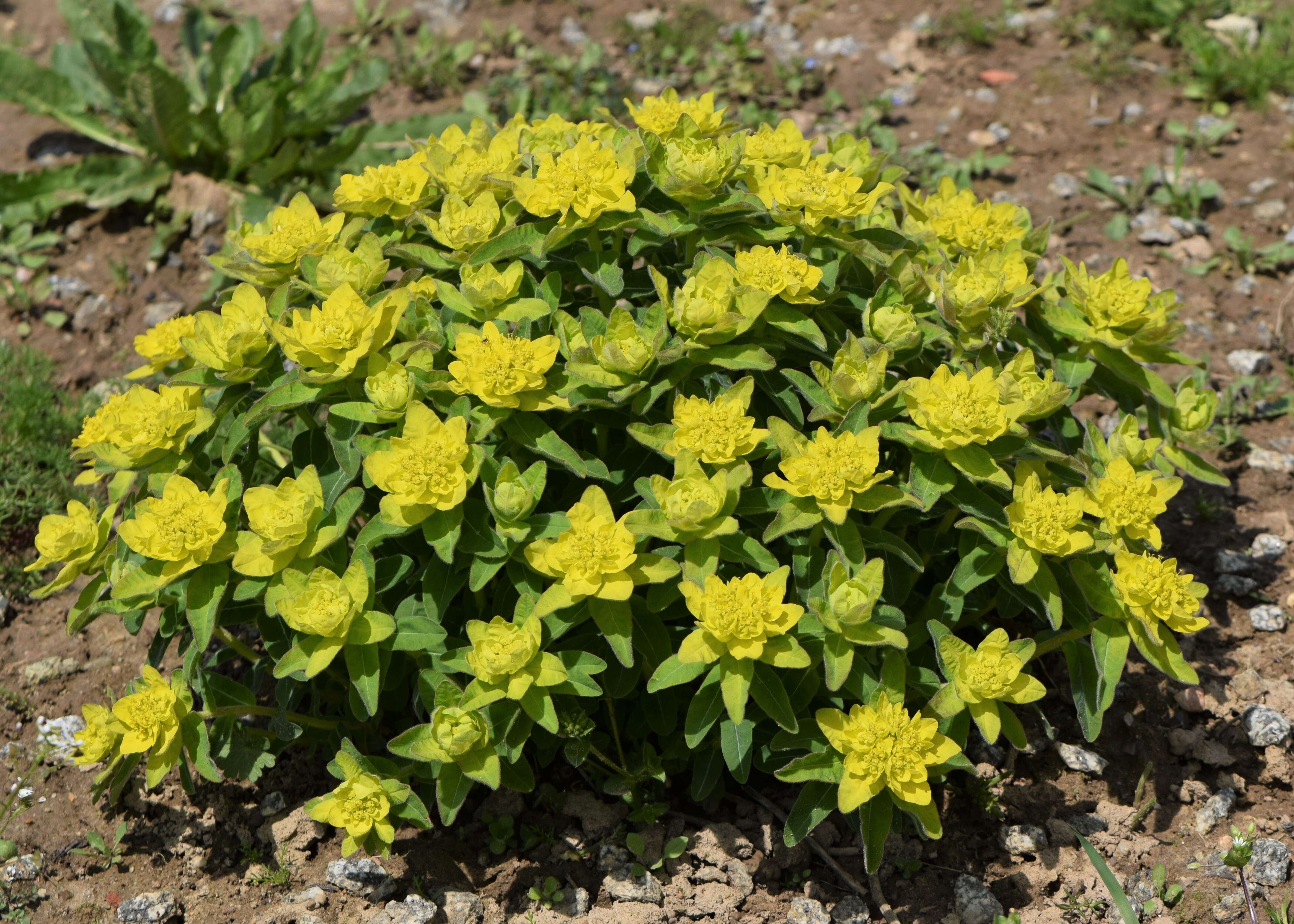 Image of cushion spurge