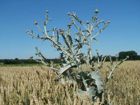 Image of Cotton Thistle