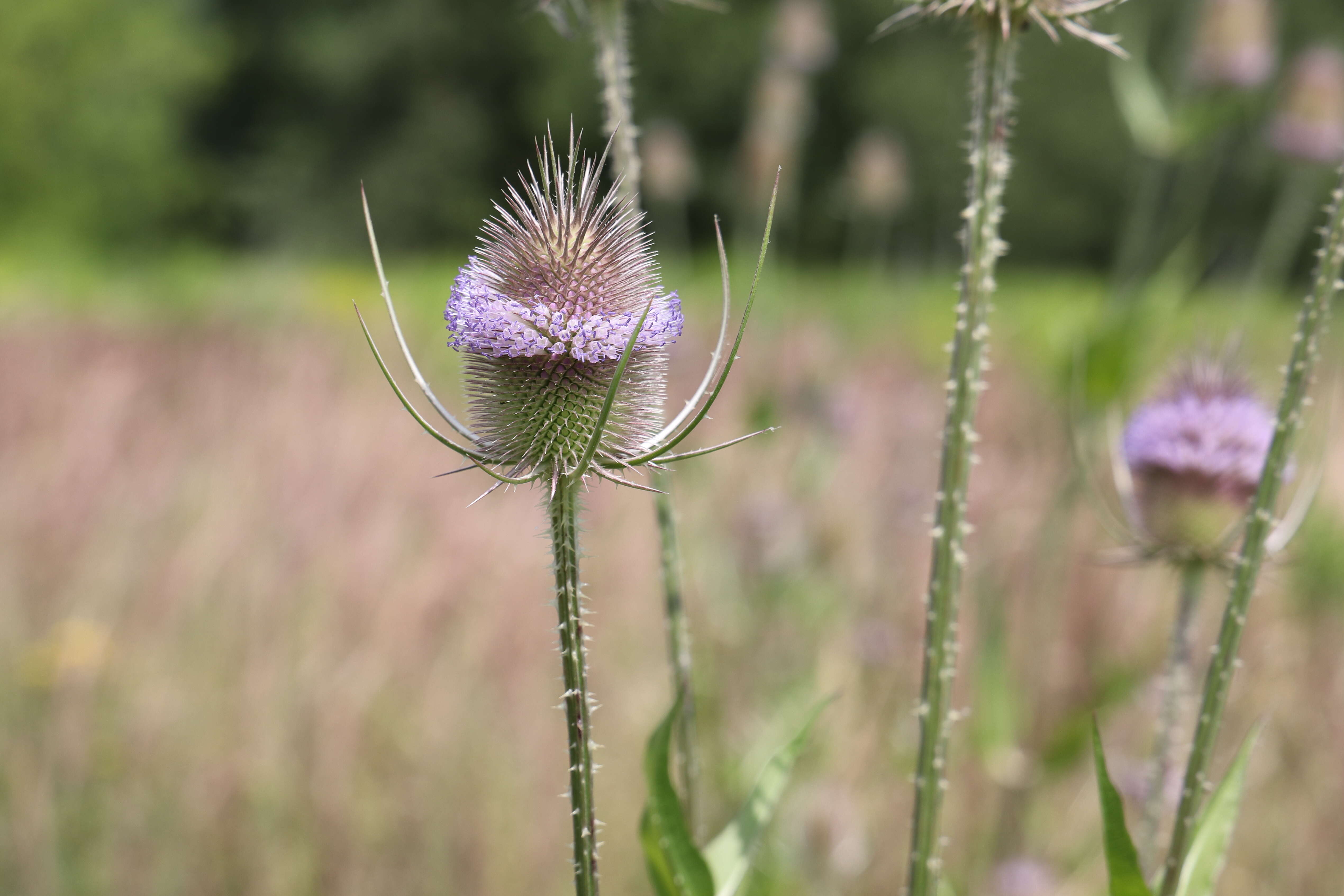 Image of Dipsacus fullonum