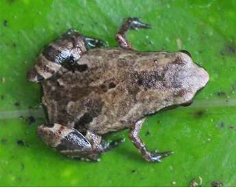 Image of microhylid frogs