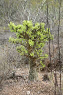 Tylecodon paniculatus (L. fil.) H. Tölken resmi