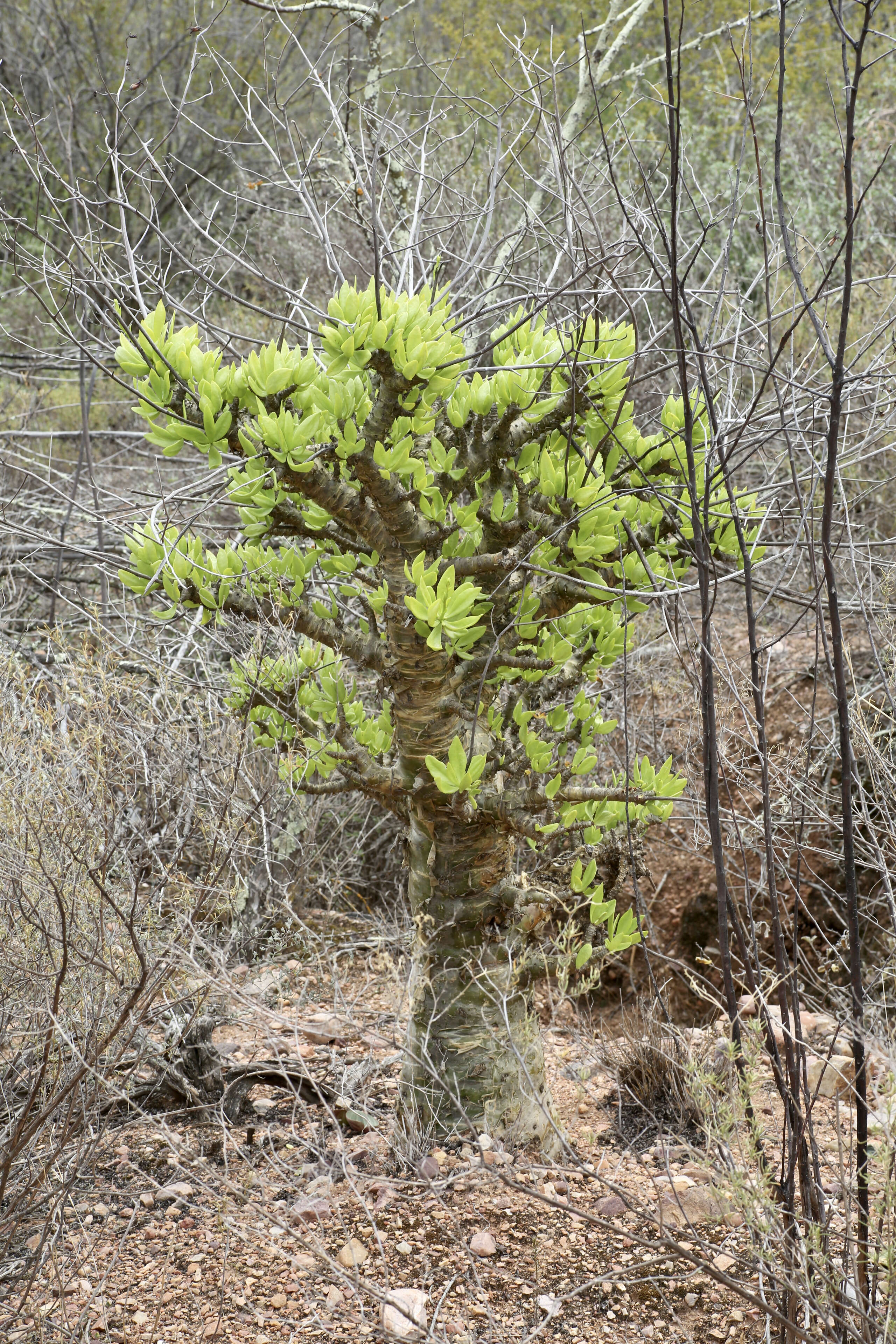 Tylecodon paniculatus (L. fil.) H. Tölken resmi