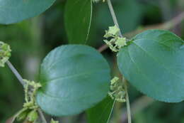 Image of Indian Jujube