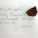 Image of Erebia aethiopellus