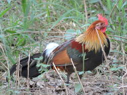 Image of Red Junglefowl