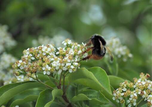 Слика од Bombus eximius Smith 1852