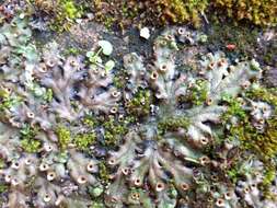 Image of common liverwort