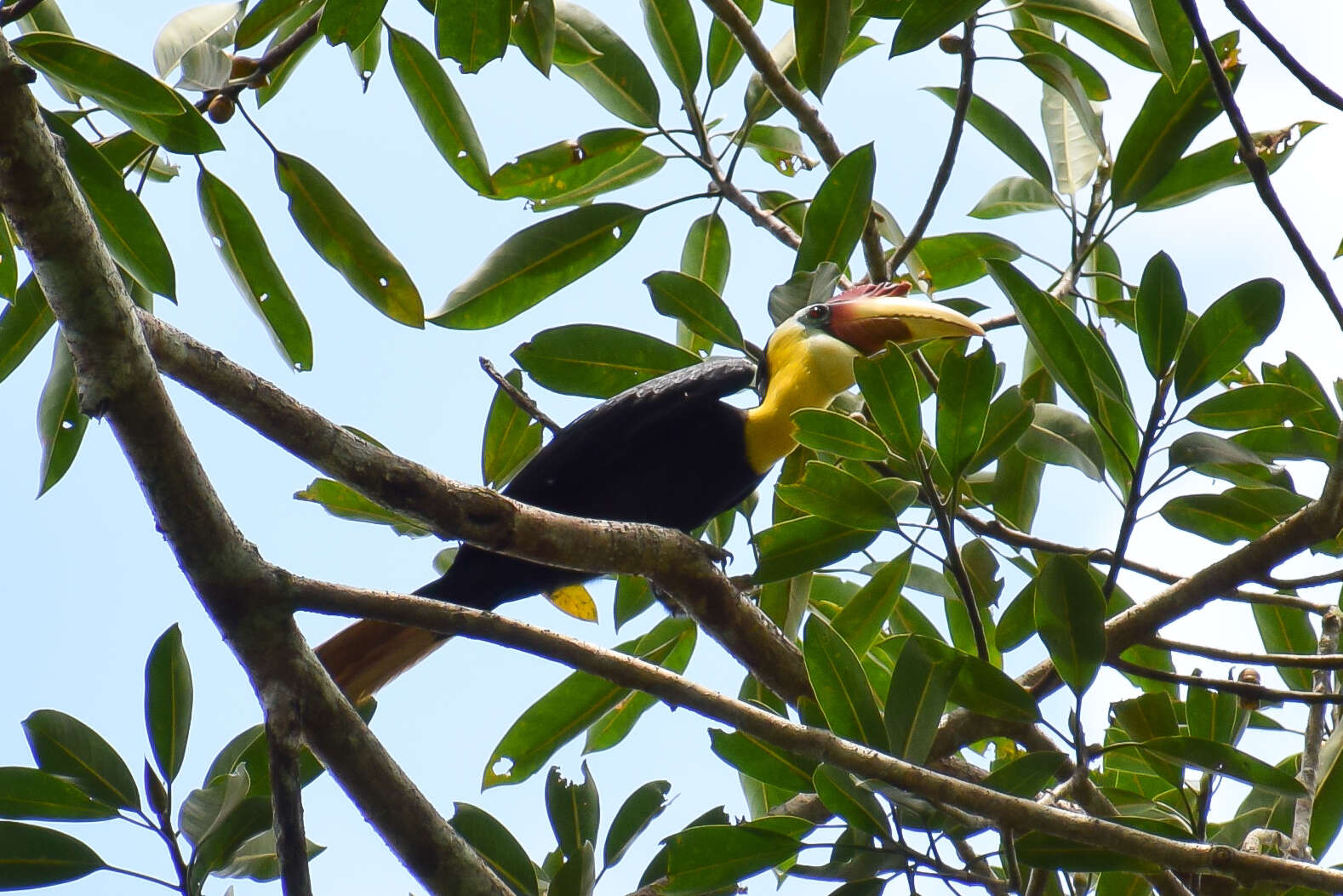 Image of Wrinkled Hornbill