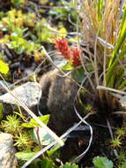 Image of Brown Lemming