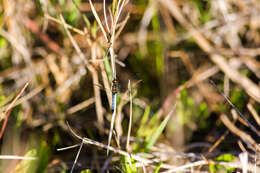 Image of Little Blue Dragonlet