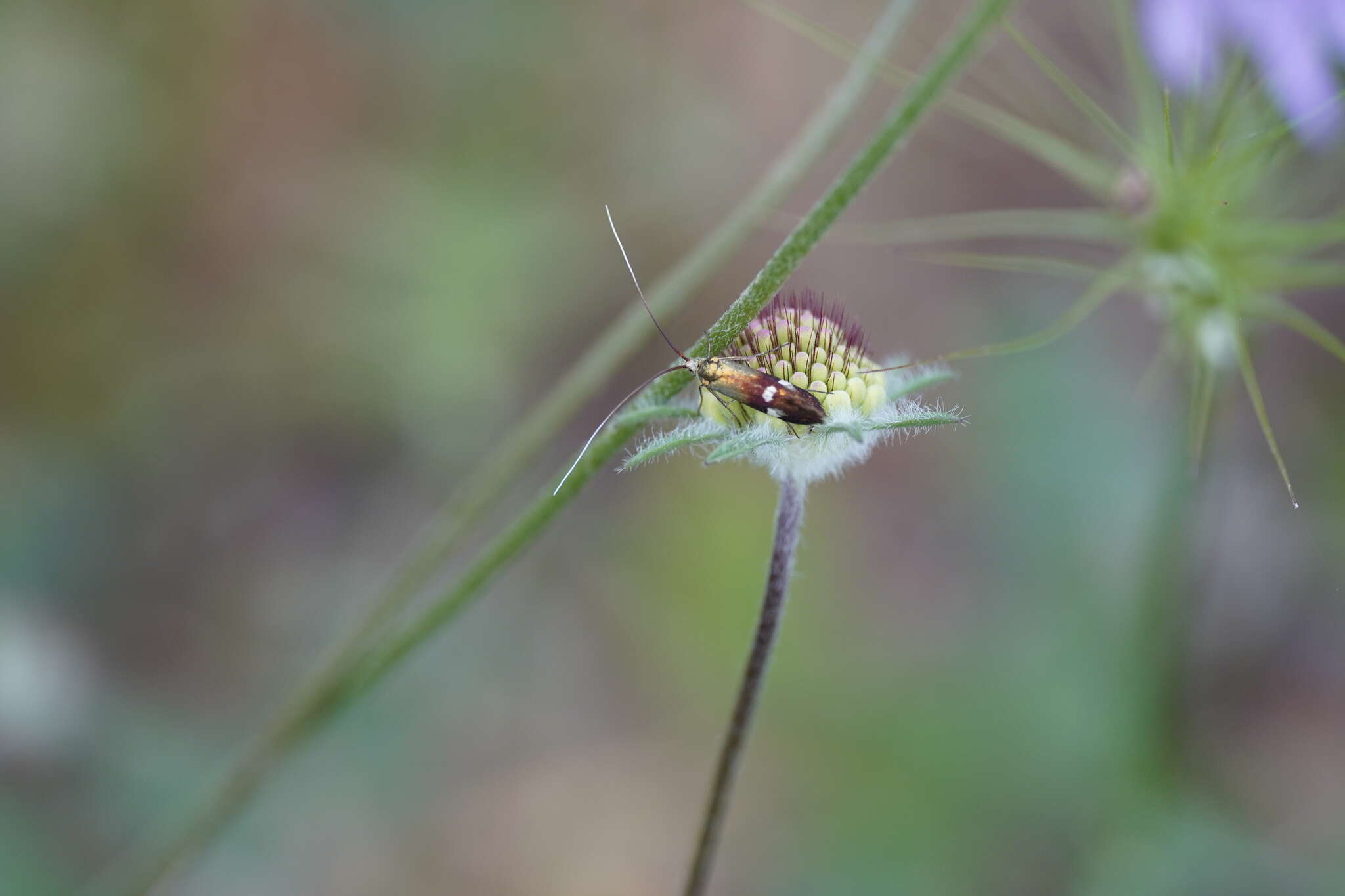 Слика од Nemophora raddaella Hübner 1793