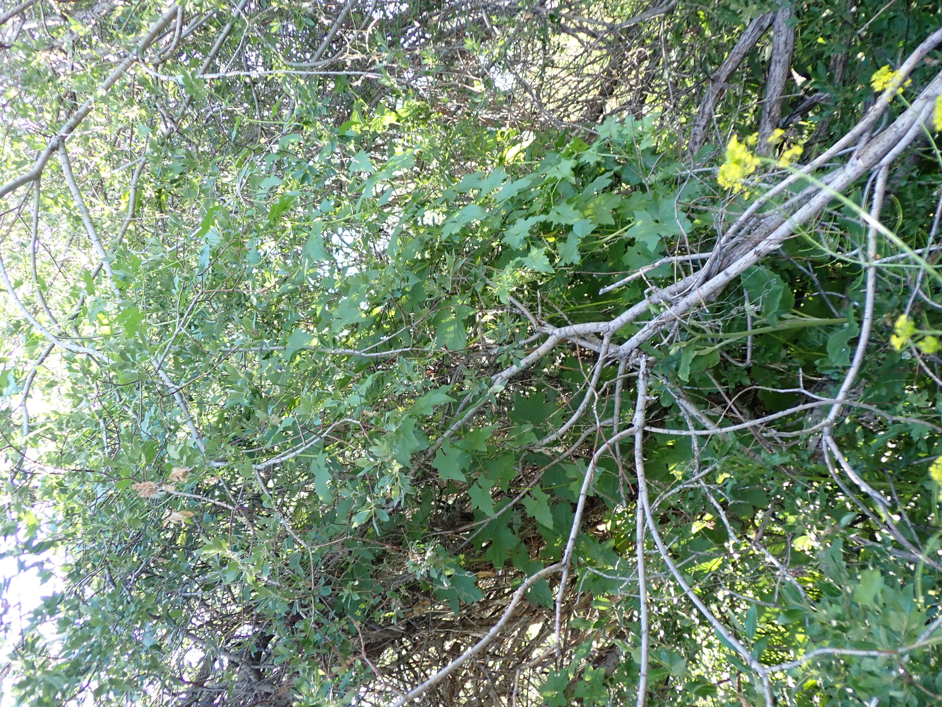 Image of white bryony