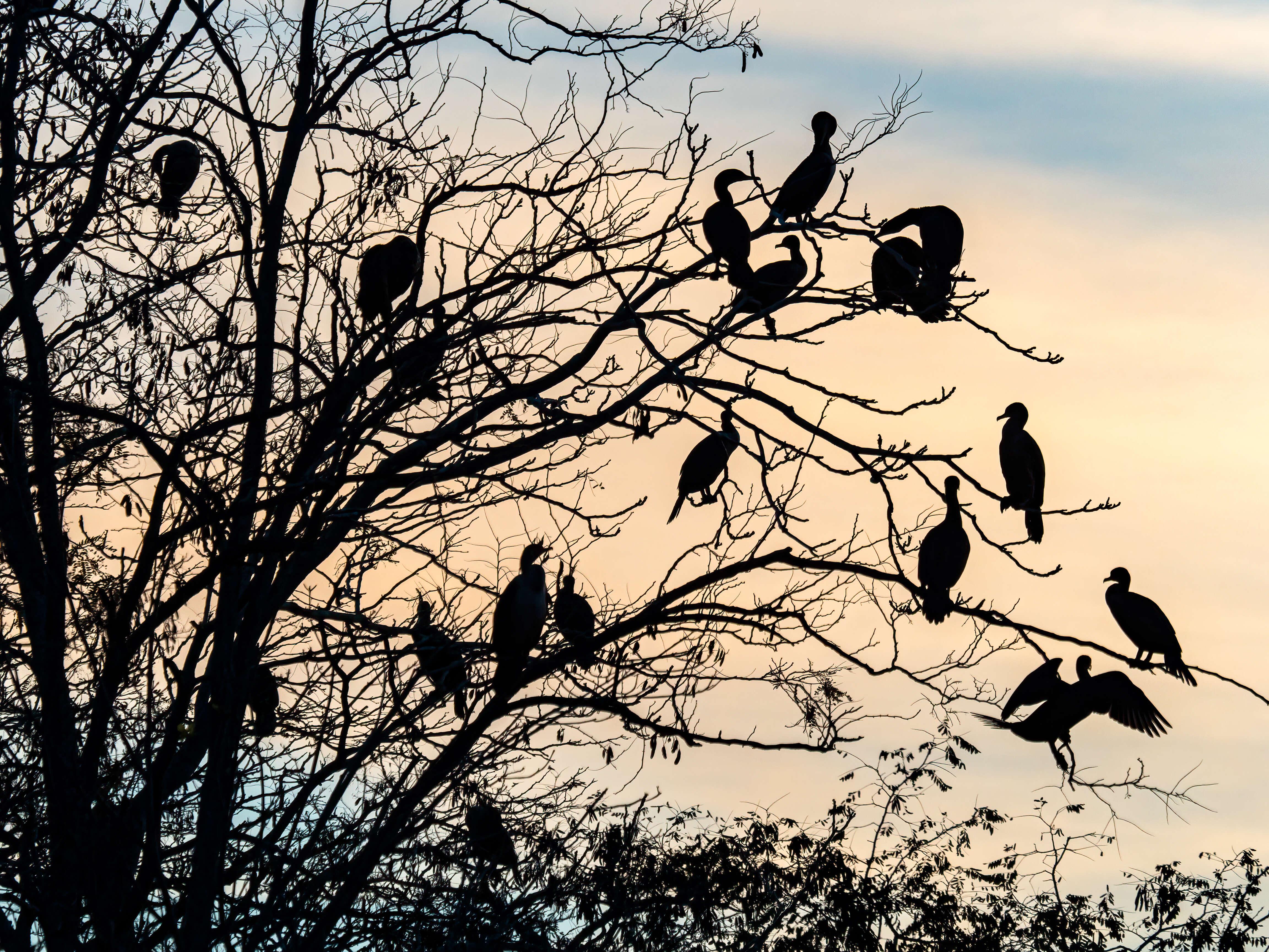 Image of Double-crested Cormorant