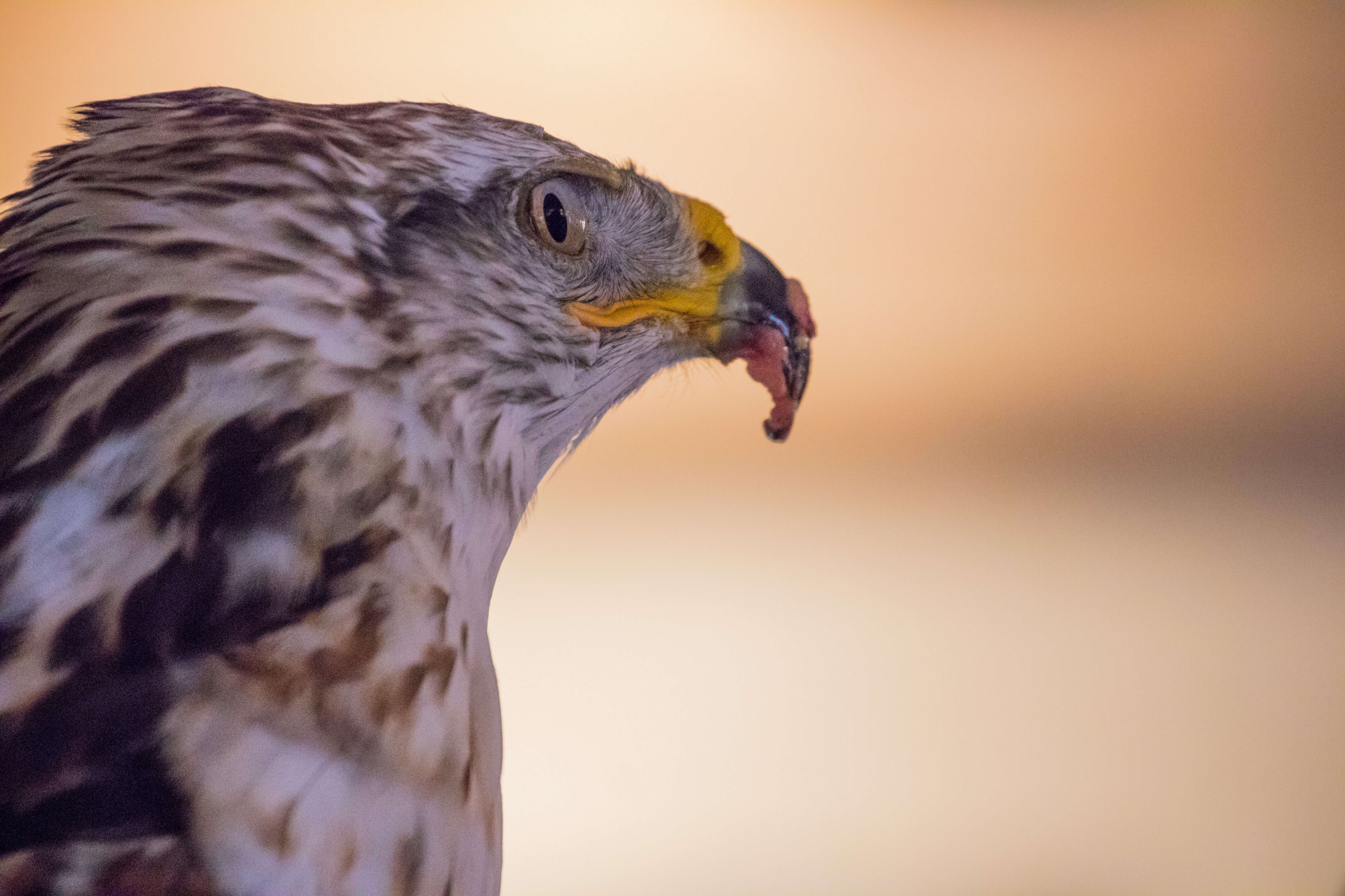 Image of Common Buzzard