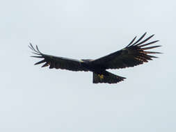 Image of Black Eagle