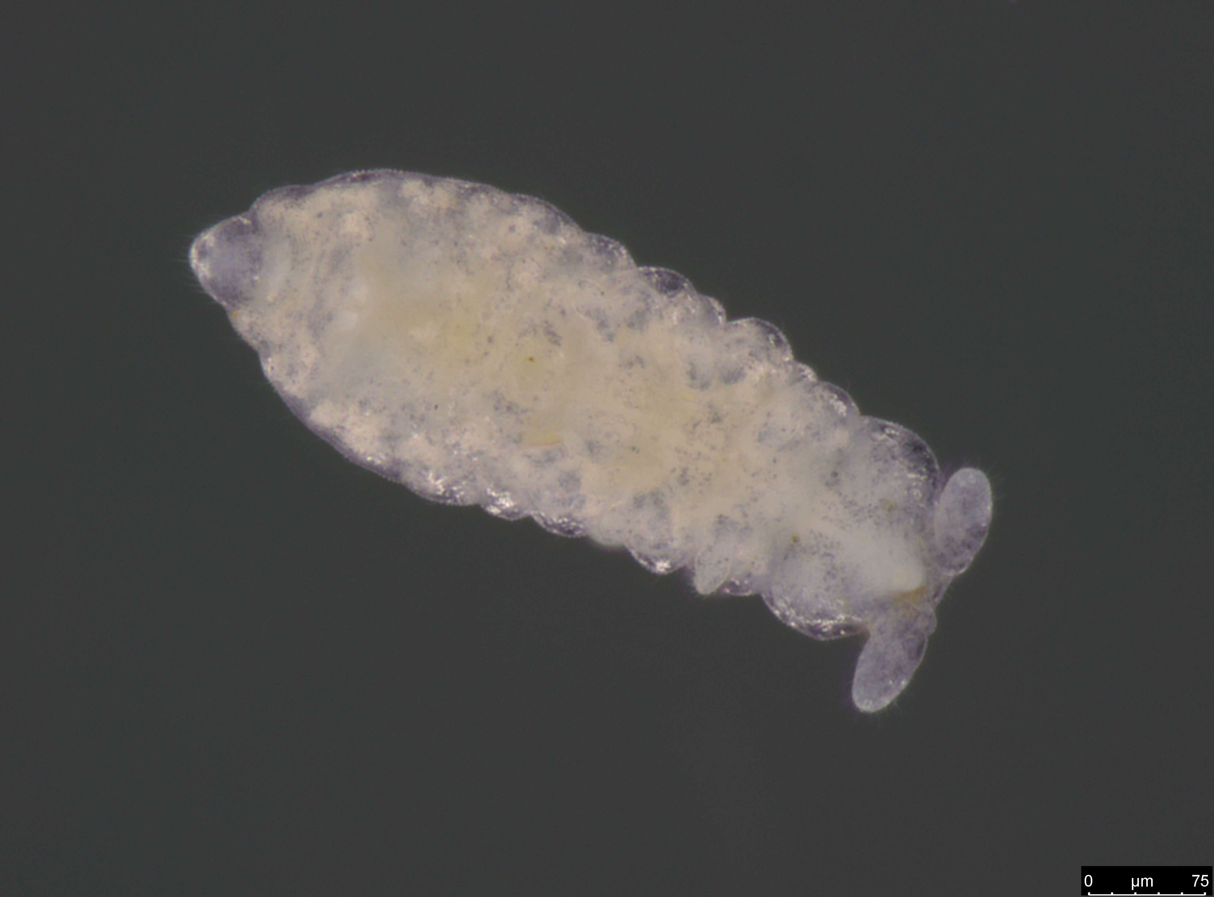 Image of Pseudachorutinae