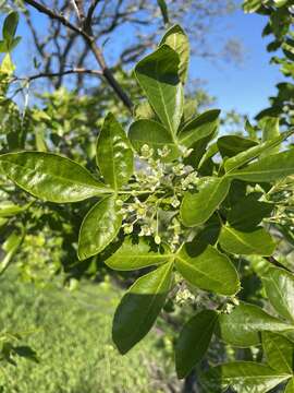 Image of California hoptree