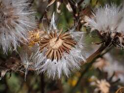 Image of rough hawksbeard