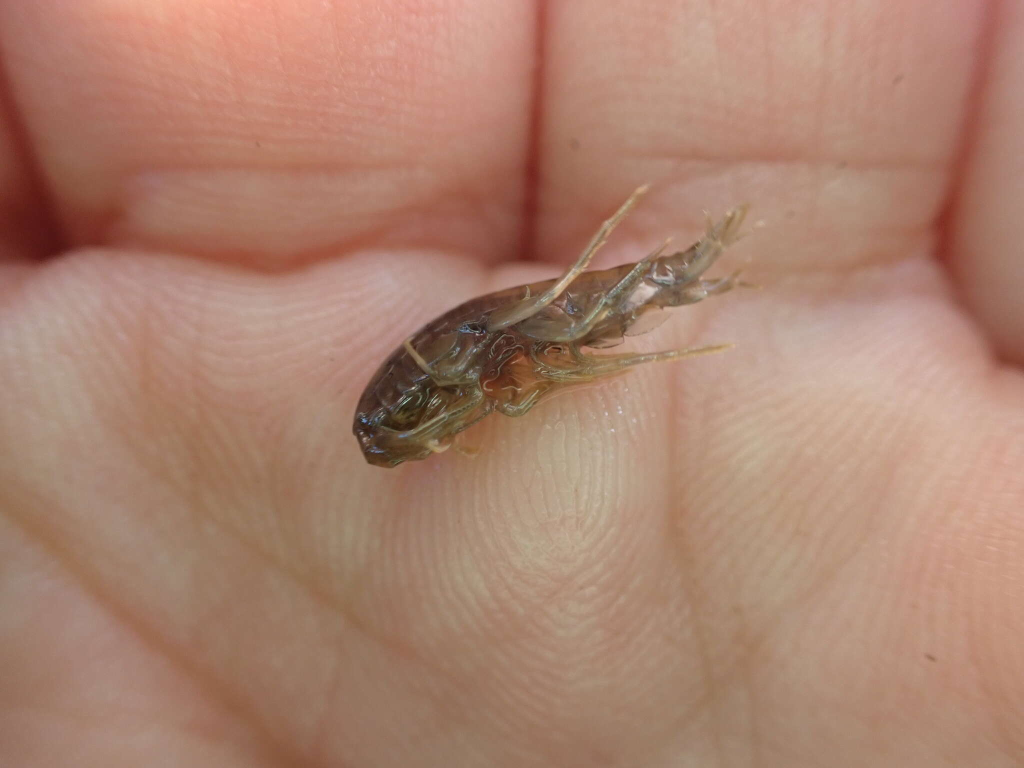 Image of Asellus aquaticus