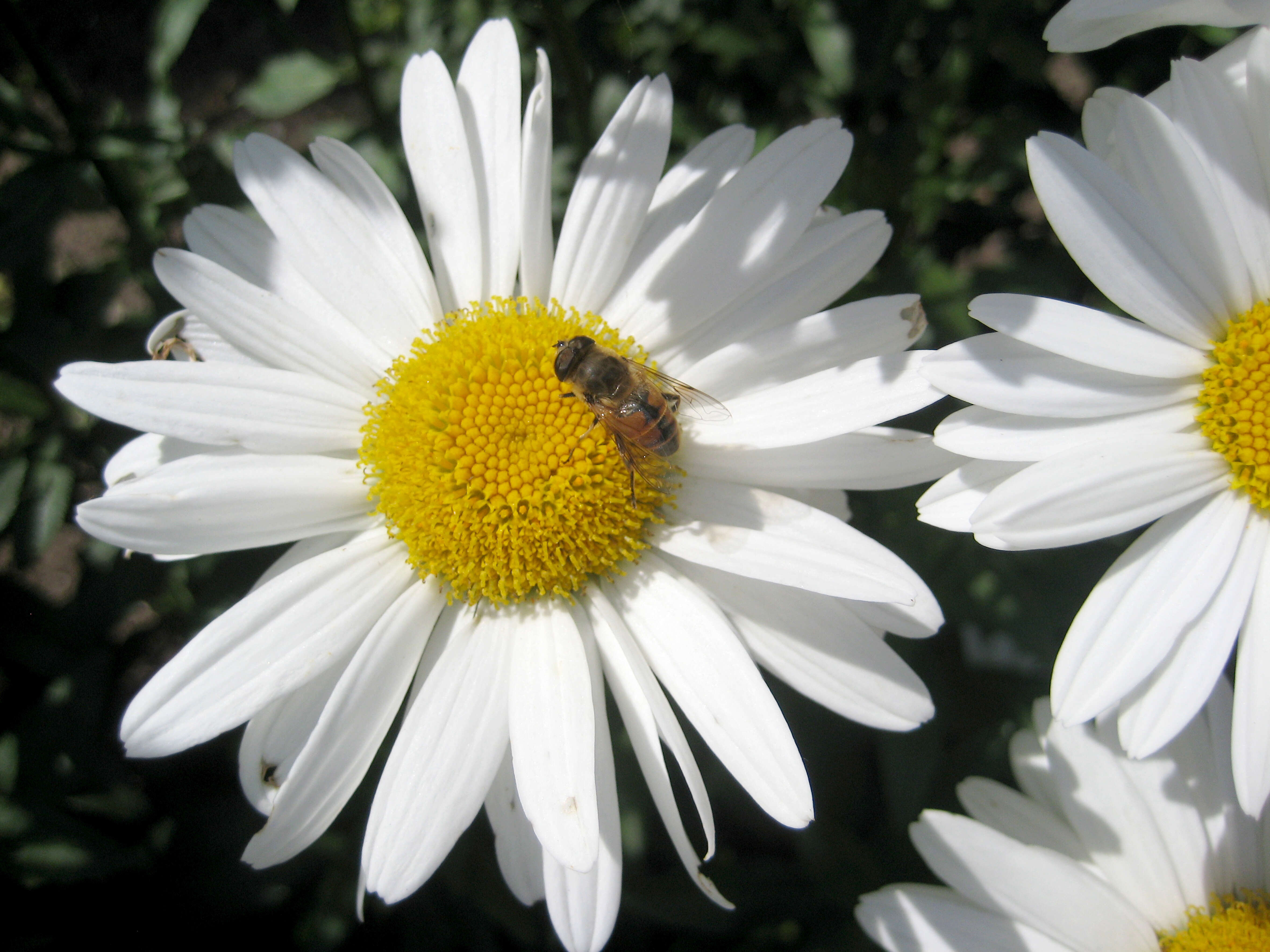 Image of Oxeye Daisy