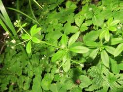 Image of fragrant bedstraw