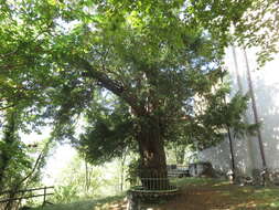 Image of English yew