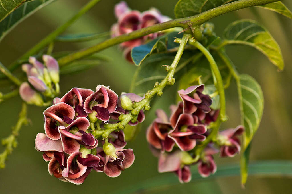 Image of groundnut