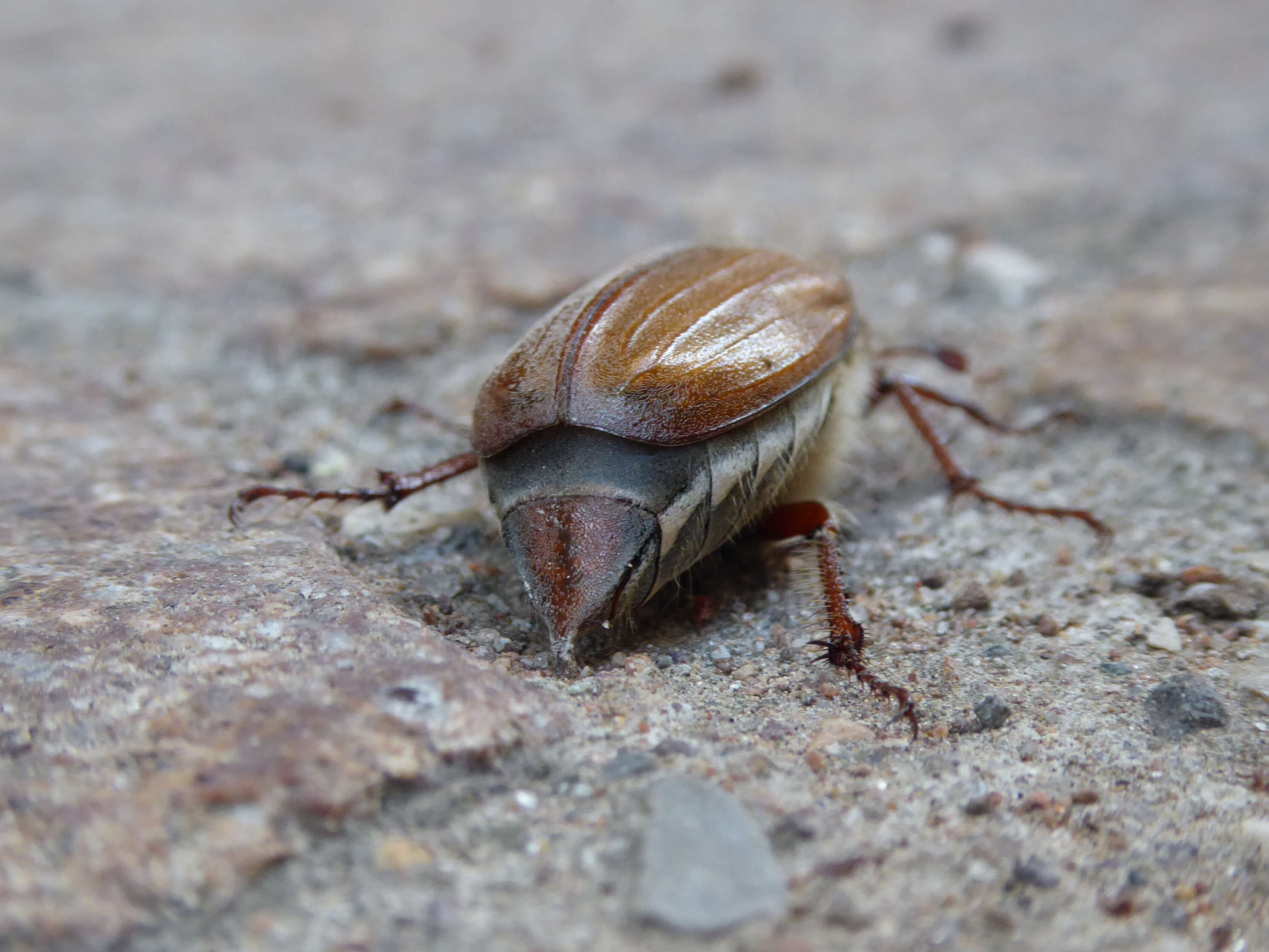 Image of chestnut cockchafer