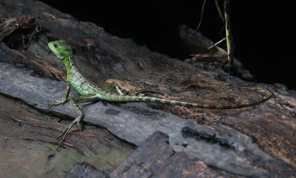 Image of Green Basilisk