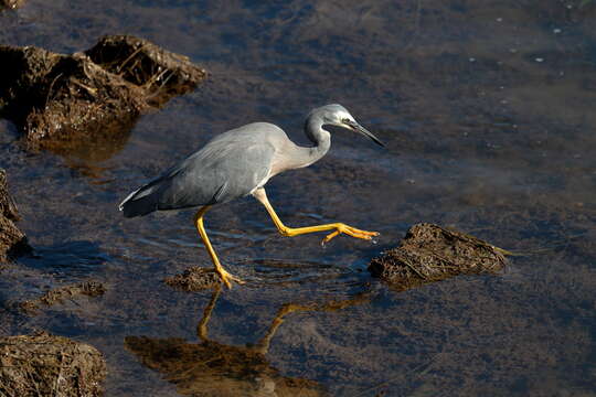 Image of White-faced Heron