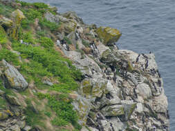 Image of Lesser Black-backed Gull