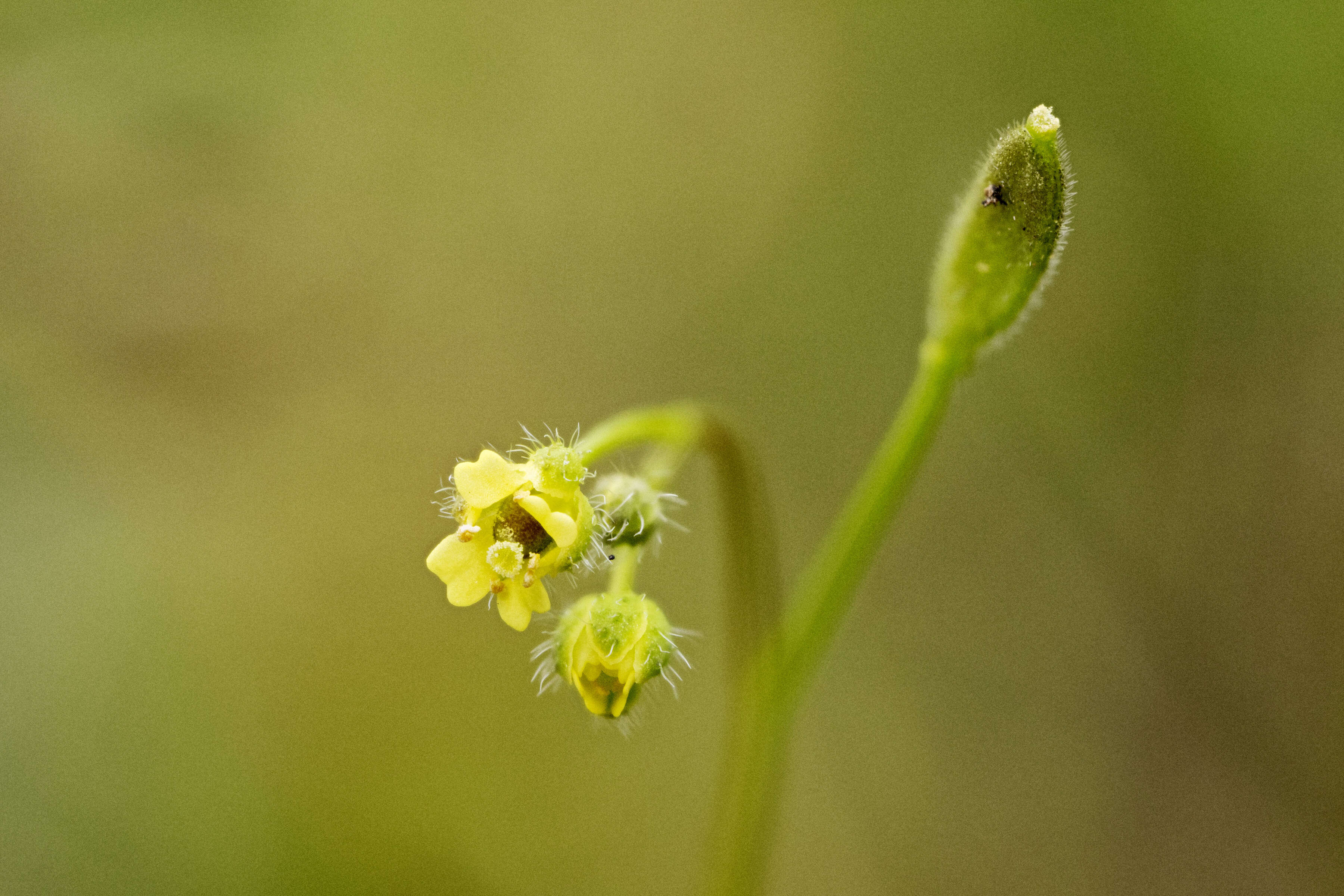 Image of slender draba