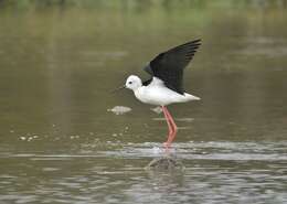 Image of Black-winged Stilt