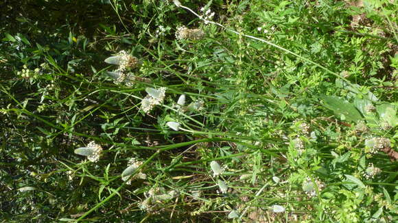 Image of Hare's-foot Plantain