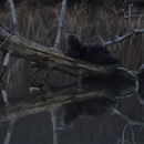 Image of North American Otter