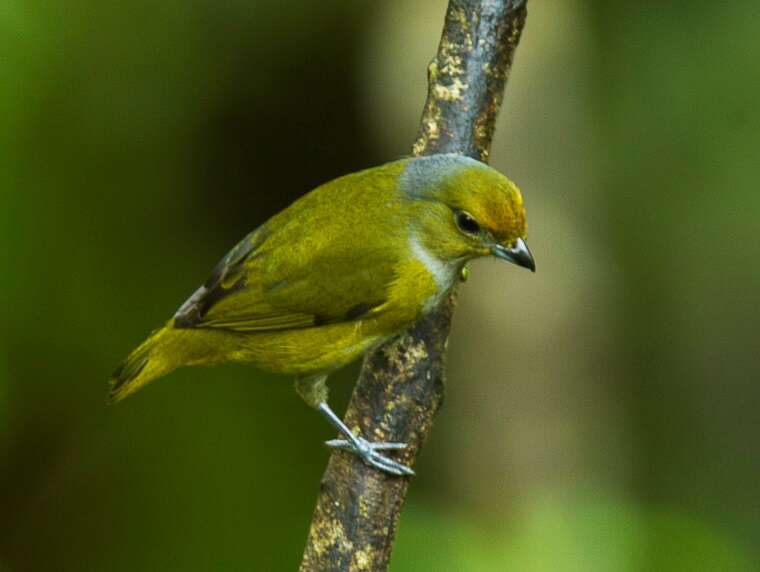 Image of Bronze-green Euphonia