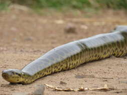 Image of Yellow anaconda