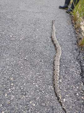 Image of Central American Boa