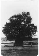 Image of Baobab