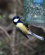 Image of Great Tit