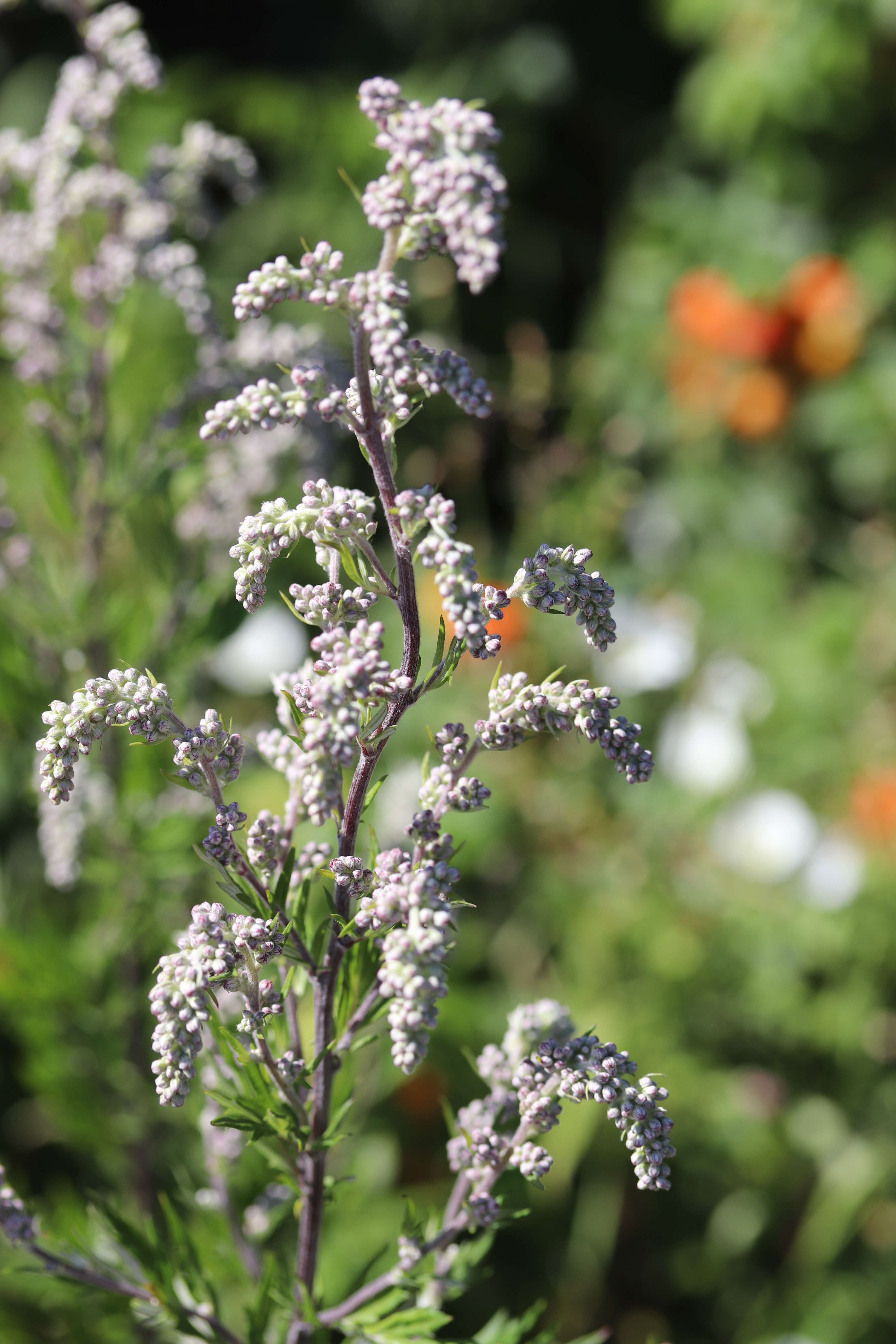 Image of common wormwood