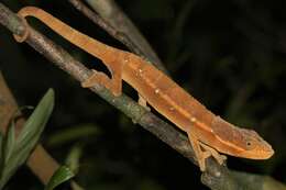 Image of Hooded Chameleon