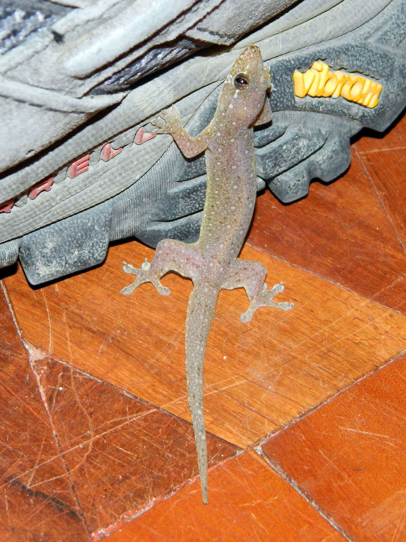 Image of Common Four-clawed Gecko