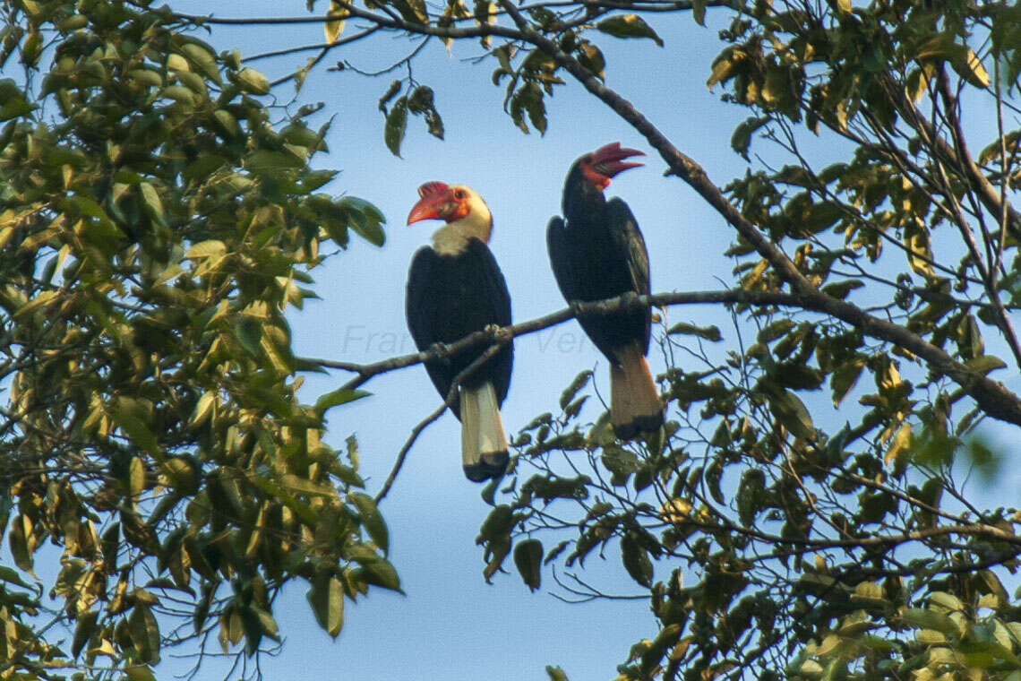 Image of Writhed Hornbill