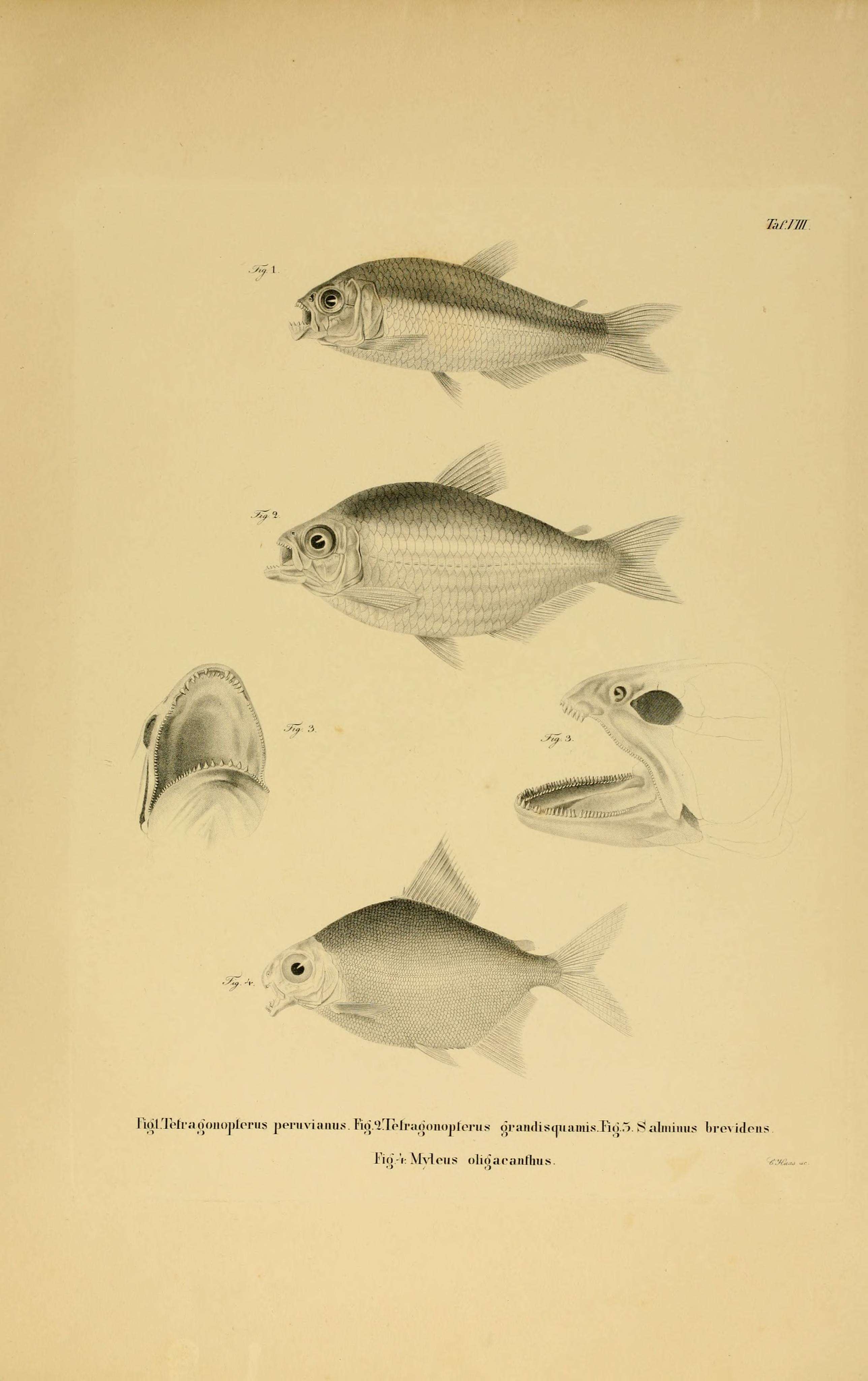 Image of Acnodon oligacanthus (Müller & Troschel 1844)