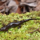 Image of Apalachicola Dusky Salamander