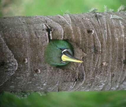 Image of Greyish-throated Toucanet