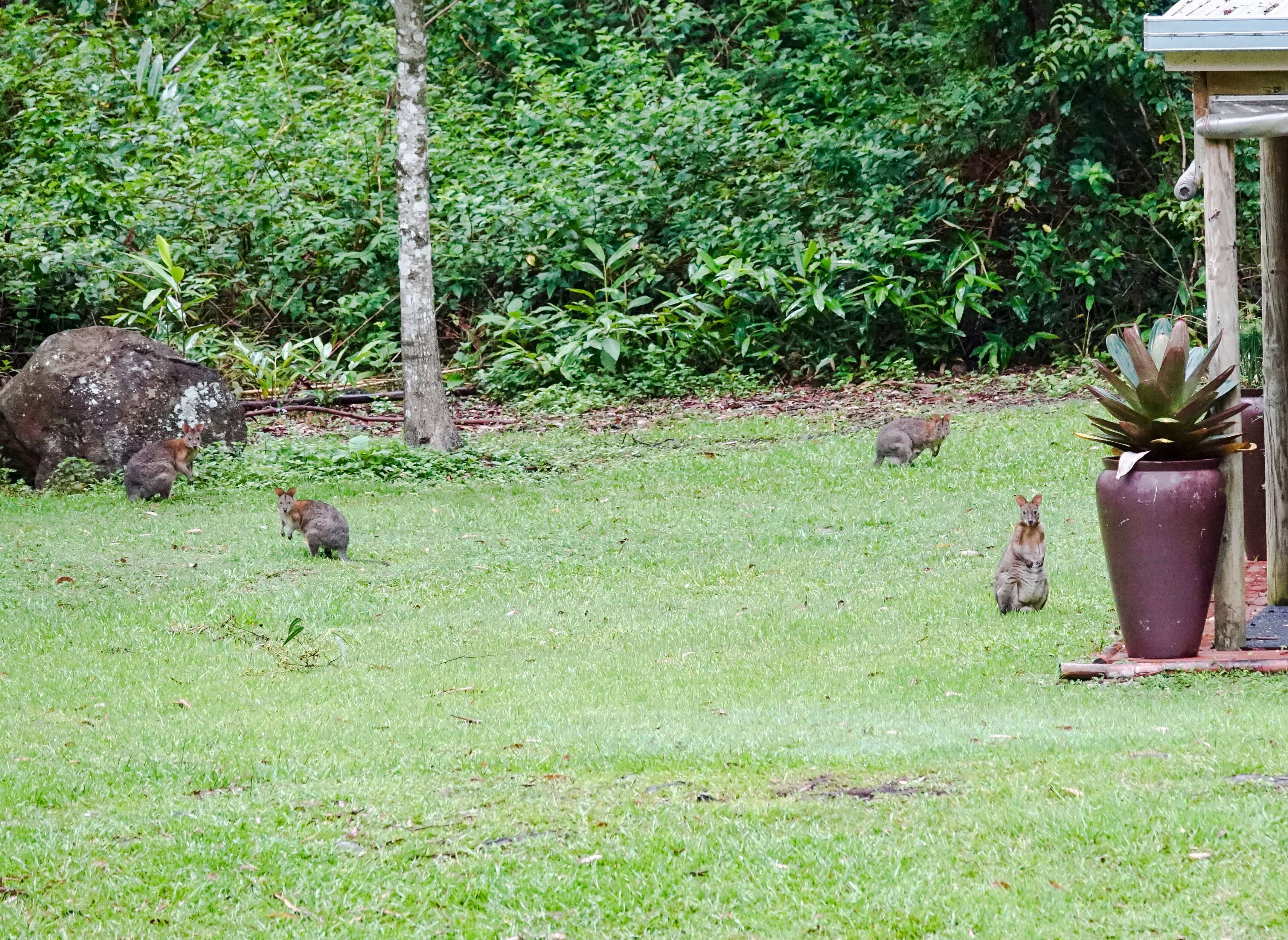 Image of Red-necked Pademelon